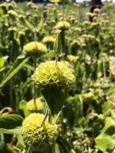 Bushy Business - Sussex Prairies Garden near Henfield, West Sussex