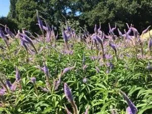 Bushy Business - Sussex Prairies Garden near Henfield, West Sussex