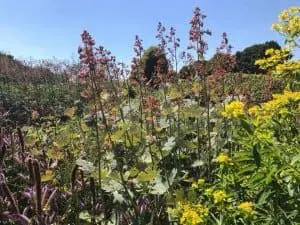 Bushy Business - Sussex Prairies Garden near Henfield, West Sussex