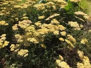 Bushy Business - Sussex Prairies Garden near Henfield, West Sussex