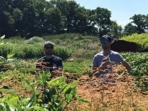 Bushy Business - Sussex Prairies Garden near Henfield, West Sussex
