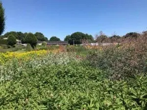 Bushy Business - Sussex Prairies Garden near Henfield, West Sussex