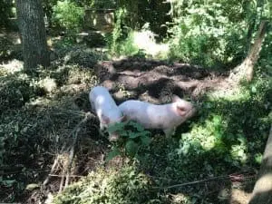 Bushy Business - Sussex Prairies Garden near Henfield, West Sussex