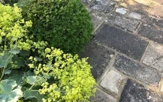 Bushy Business - The Cutting Garden; Farnham, Surrey