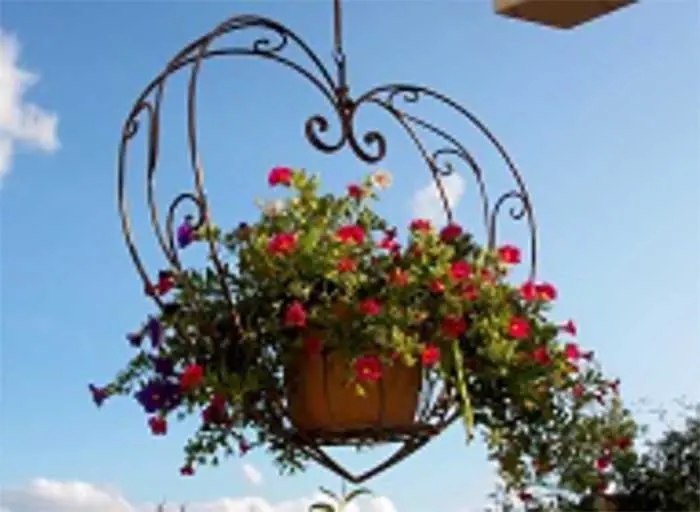 bushybusiness-newsletter-blog13-c Bushy Business - The great July garden escape