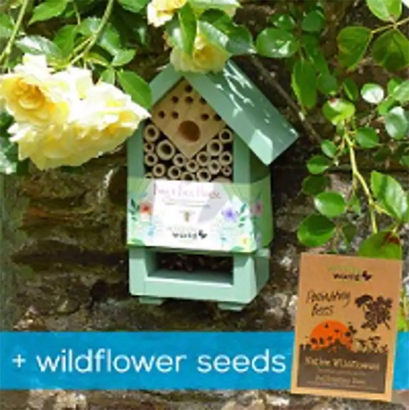 bushybusiness-newsletter-blog13-e Bushy Business - The great July garden escape
