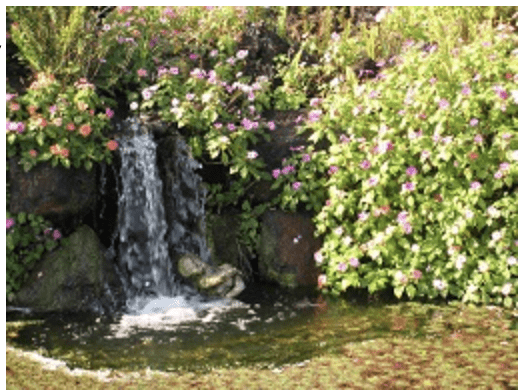 Fun In The Garden – Issue 14 Bushy Business - The great July garden escape