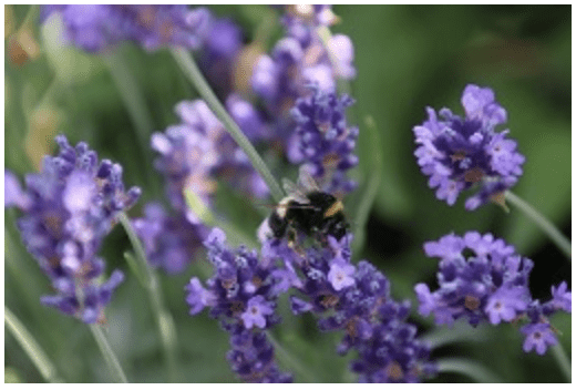 Fun In The Garden – Issue 14 Bushy Business - The great July garden escape