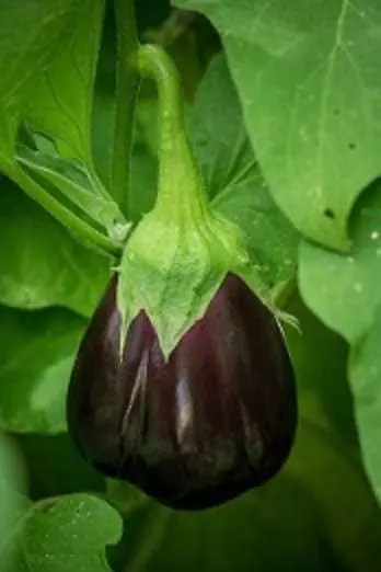Bushy Business – Fun In The Garden – Issue 15 Bushy Business - Fun In The Garden – Issue 15