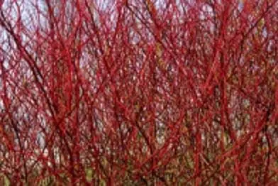 Bushy Business – Fun In The Garden – Issue 19 Bushy Business - Fun In The Garden – Issue 19