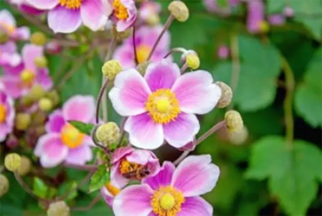 Bushy Business – Fun In The Garden – Issue 50 Bushy Business - Fun In The Garden – Issue 50