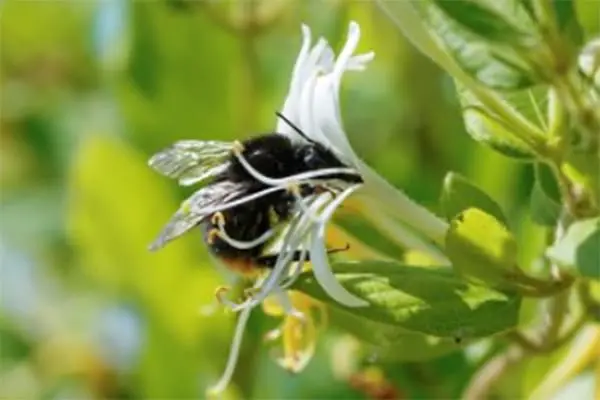 Bushy Business – Fun In The Garden – Issue 54 Bushy Business - Fun In The Garden – Issue 54
