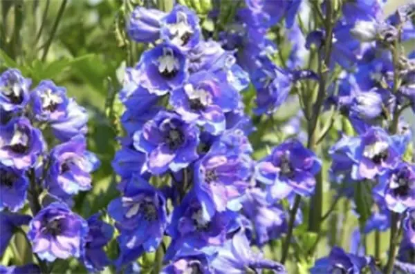 Bushy Business - Fun In The Garden – Issue 59