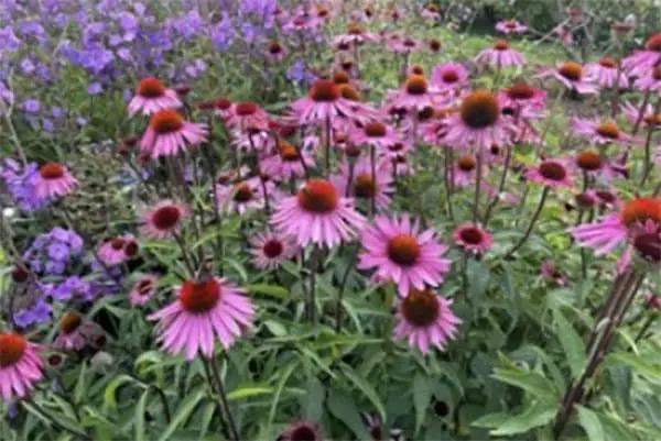 Bushy Business – Fun In The Garden – Issue 62 Bushy Business - Fun In The Garden – Issue 62
