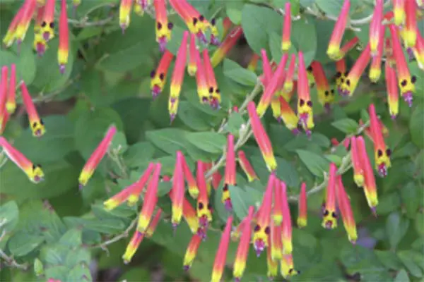 Bushy Business – Fun In The Garden – Issue 63 Bushy Business - Fun In The Garden – Issue 63
