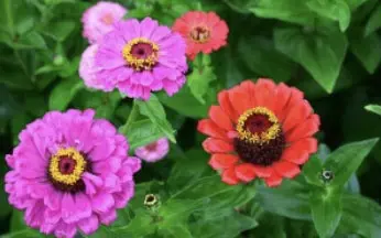 Bushy Business – Fun In The Garden – Issue 74 Bushy Business - Fun In The Garden – Issue 74