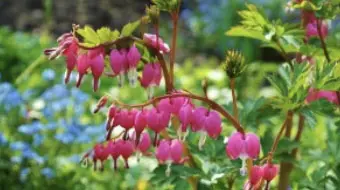 Bushy Business – Fun In The Garden – Issue 74 Bushy Business - Fun In The Garden – Issue 74