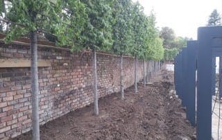 Bushy Business - Surrey Planting Project; Esher, Surrey