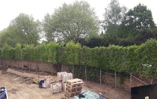 Bushy Business - Surrey Planting Project; Esher, Surrey