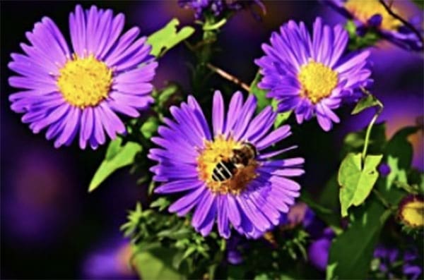 Bushy Business Gardening