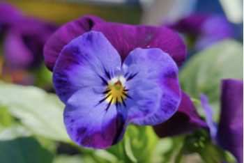 Bushy Business Gardening